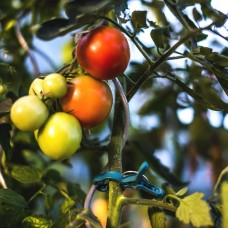 Зажимы для крепления растений – 10 шт. TYK51.