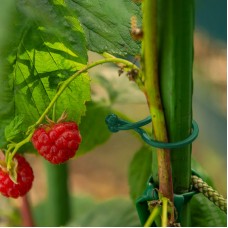 Зажимы диаметром 18 мм., 50 шт., TWIST LOCK, TYK18GR/50