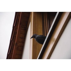 Отпугиватель птиц "Ворон". CTRL-BR101