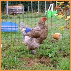 Сетка 12*14 птичка 2*100 метров садовая сетка пластиковая