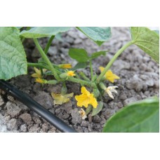 Капельная многолетняя трубка Presto-PS с капельницами через 20 см, длина 200 м (MCL-20-200)