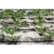 Капельная многолетняя трубка Presto-PS с капельницами через 20 см, длина 200 м (MCL-20-200)