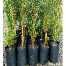 Рукав для рассады 100х500 метров 40 мкм (черный)