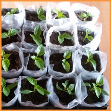 Рукав для рассады 100х500 метров 40 мкм (белый)