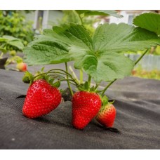 Агроволокно 50 г/м² в рулоне 1.07 х 100 м Shadow (Чехия) 4% Термоизоляционные настилы для растений