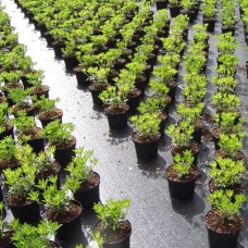 Агроткань 100 г/м². 3.4 х 50 м. агротканей от сорняков