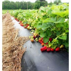 Пленка черная 30 мкм 1.20м*1000м для мульчирования и строительства