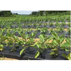 Черная пленка 30 мкм 0.7м*1000м для мульчирования почвы